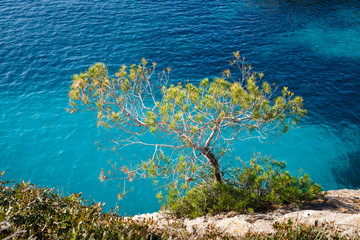 Fototapeta na wymiar The tree on the stony coast of Mediterranean Sea