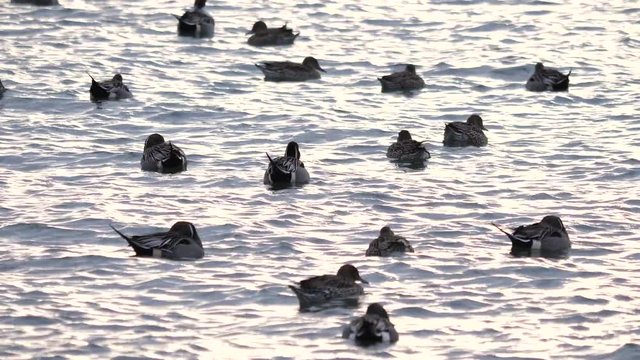 オナガガモ　藤前干潟　愛知県名古屋市　日本　