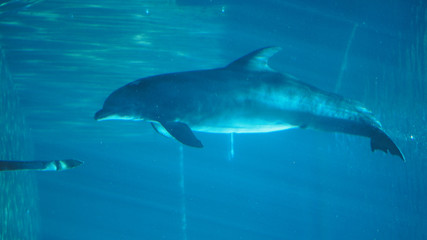 Obraz premium Zoo Delphin