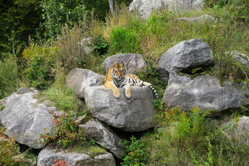 Siberian tiger sitting on a rock