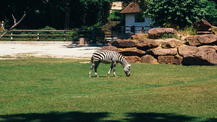 Zoo Zebra