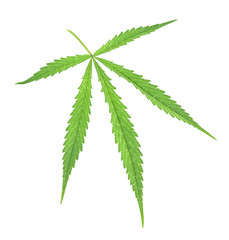 Marijuana plant isolated on white background