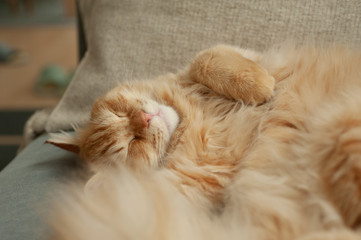 熟睡する猫（マンチカン）
