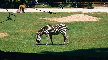 Zoo Zebra
