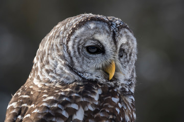 portrait of an owl