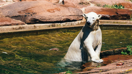 Obraz premium Zoo Eisbär