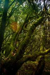 Fototapeta premium forest