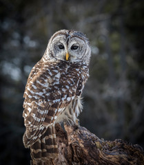 portrait of an owl