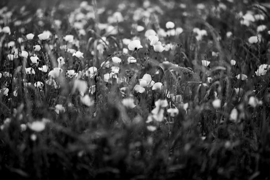 Amapolas