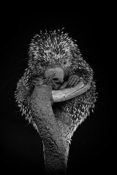 Foto en blanco y negro de un puercoesp&iacute;n o coendu