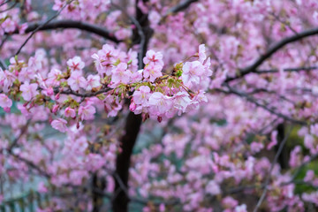 満開の桜の木