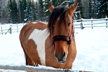 horse walking on the street