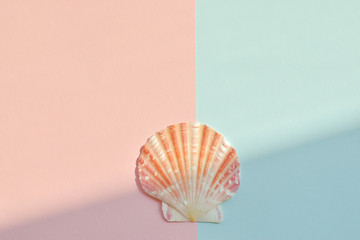 top view of seashells on pastel colored paper 