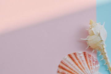 top view of seashells on pastel colored paper 