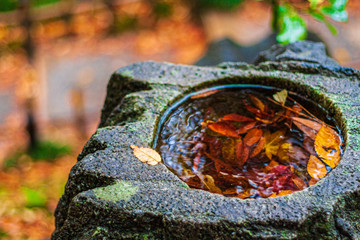 Red leaves in waterhole of stone  pillar after rain, Kenrokuen, Kanazawa, Japan