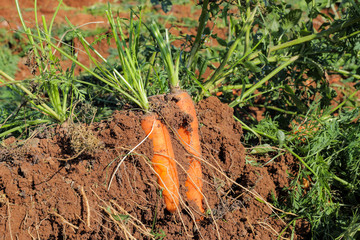 Fresh ripe carrots in her bush before harvest. Bunch of fresh carrots with greens on the ground. 