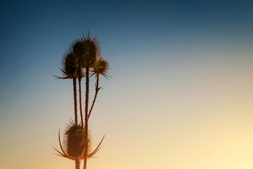 Cactus on sky background. Dry thistle on the evening sky background.