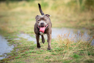 Happy purebred dog running on nature. Summer cloudy day