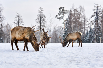 Naklejka na ściany i meble three maral deers graze in a clearing in the winter in the forest