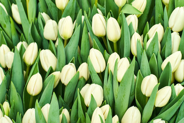 floral background - unopened white tulips