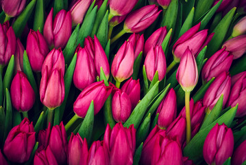 floral background - purple tulips