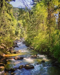 Obraz premium river in the forest