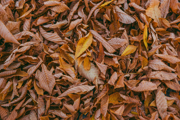 Dry autumn leaves lying on the ground.