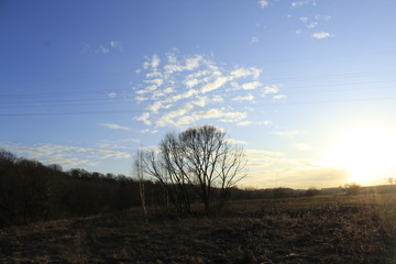 tree and clouds