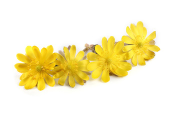 Adonis amurensis. Far eastern yellow snowdrop