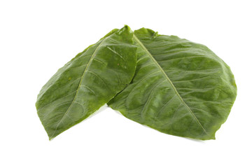 Two tobacco leaves