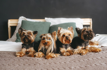 Four cute dogs lie on the bed at home. Yorkshire terrier. Front view