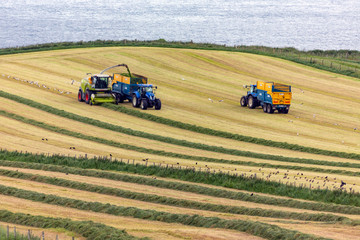 Agriculture - Farm workers collecting silage