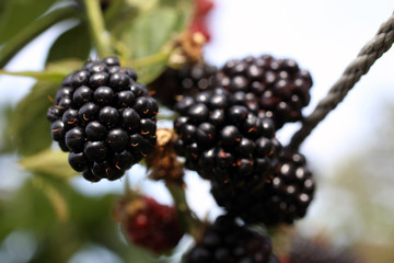 Growing blackberries. Harvest