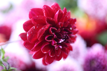 Dahlia flower and bokeh flowers background