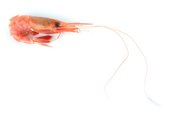 Shrimp isolated on white