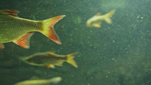 Small fish swimming in calm hazy water inside large tank
