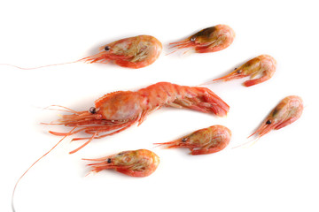 Big and little shrimps