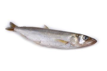Smelt fish isolated on white. (Big Pacific smelt - Osmerus mordax)