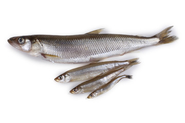 Smelt fishes. Big, middle and little Pacific smelt varieties