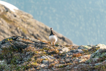 grouse standing on rocky mountain