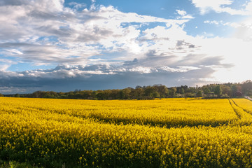 Fototapeta premium beautiful rapeseed field and cloudy sky in the spring in oland, Sweden, selective focus