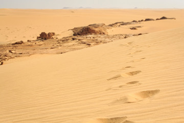 Fototapeta na wymiar Footsteps in Siwa Oasis desert, Egypt