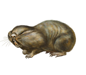 Spalax mole rat