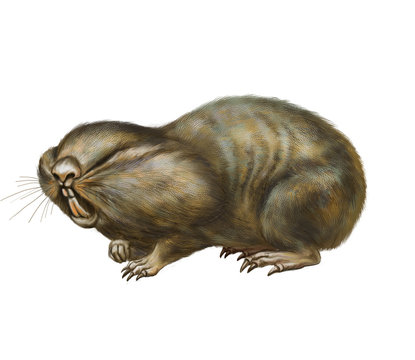 Spalax mole rat