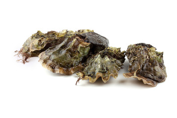 Oysters isolated on white
