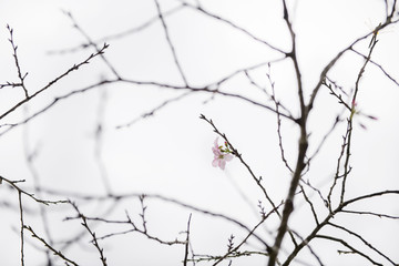 Fototapeta na wymiar Close up of Sakura, Cherry Blossom 