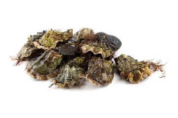 Oysters isolated on white
