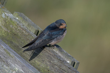Barn swallow (Hirundo rustica)