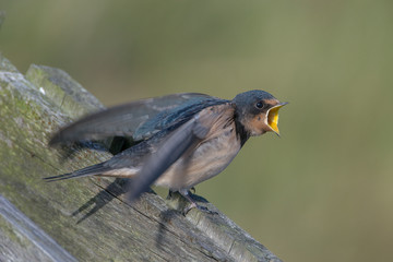 Barn swallow (Hirundo rustica)