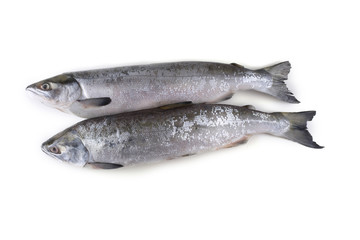 Arctic char